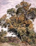 Study of an Oak Tree